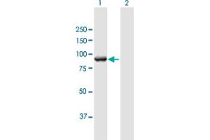Western Blot analysis of MGC16169 expression in transfected 293T cell line by MGC16169 MaxPab polyclonal antibody. (TBCK 抗体  (AA 1-830))