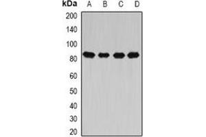 Western blot analysis of CARS expression in Hela (A), MCF7 (B), mouse liver (C), rat spinal cord (D) whole cell lysates. (CARS 抗体)