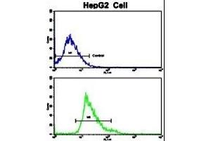 Flow cytometric analysis of HepG2 cells using Creatine Kinase MB (CKM) Antibody (C-term)(bottom histogram) compared to a negative control cell (top histogram). (CKM 抗体  (C-Term))