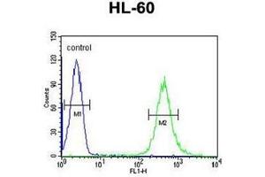 Flow cytometric analysis of HL-60 cells using HOXA3 / HOX1E Antibody (C-term) Cat. (HOXA3 抗体  (C-Term))