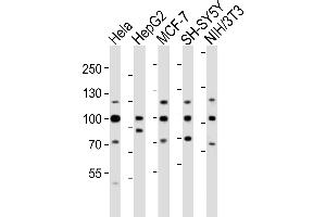 Western blot analysis of lysates from Hela, HepG2, MCF-7, SH-SY5Y, mouse NIH/3T3 cell line (from left to right), using FGFR1 Antibody (Center) (ABIN6243223 and ABIN6577702). (FGFR1 抗体  (AA 291-324))