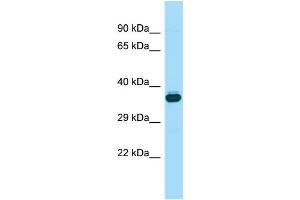 Host: Rabbit Target Name: Wnt8b Sample Type: Mouse Testis lysates Antibody Dilution: 1. (WNT8B 抗体  (C-Term))