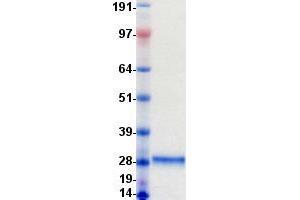 Validation with Western Blot (WFDC1 Protein (DYKDDDDK-His Tag))