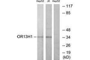 Western blot analysis of extracts from HepG2/Jurkat cells, using OR13H1 Antibody. (OR13H1 抗体  (AA 241-290))