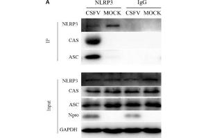 Formation of the NLRP3 inflammasome was induced in PBMCs by CSFV infection. (STS 抗体)
