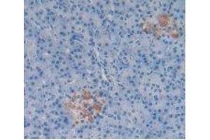 IHC-P analysis of Human Pancreas Tissue, with DAB staining. (Substance P 抗体)
