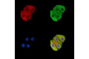 ABIN7096372 and ABIN7100436 staining Hela cells by IF/ICC. (PABPC1L2A 抗体)