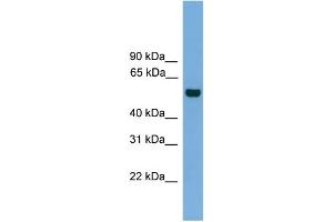 WB Suggested Anti-CLK1 Antibody Titration: 0. (CLK1 抗体  (N-Term))