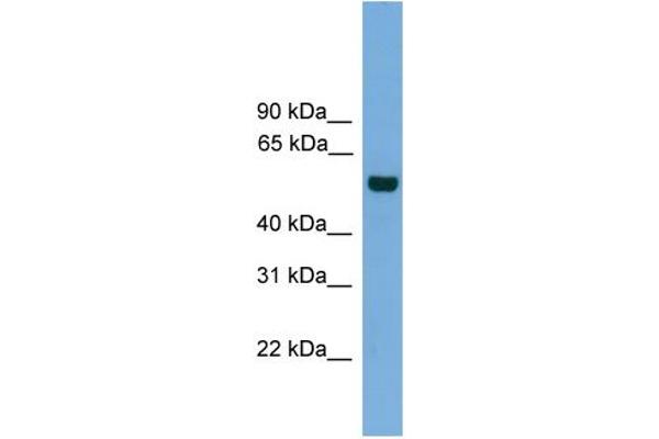 CLK1 抗体  (N-Term)