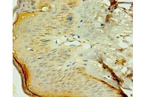 Immunohistochemistry of paraffin-embedded human skin tissue using ABIN7161904 at dilution of 1:100 (TR4 抗体  (AA 240-380))