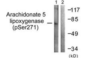 Western blot analysis of extracts from HuvEc cells, using Arachidonate 5 Lipoxygenase (Phospho-Ser271) Antibody. (ALOX5 抗体  (pSer272))