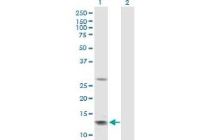 Western Blot analysis of GHRH expression in transfected 293T cell line by GHRH MaxPab polyclonal antibody. (GHRH 抗体  (AA 1-108))