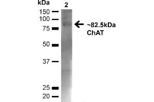 Western blot analysis of Mouse Brain showing detection of ~82. (Choline Acetyltransferase 抗体  (N-Term) (Biotin))