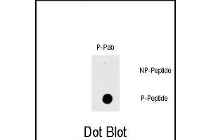 Dot blot analysis of Phospho-RAF1- polyclonal antibody (ABIN389743 and ABIN2839676) on nitrocellulose membrane. (RAF1 抗体  (pThr269))