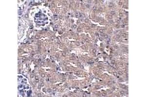 Immunohistochemistry of CIP75 in mouse kidney tissue with CIP75 antibody at 5 μg/ml. (UBQLN4 抗体  (N-Term))