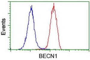 Flow cytometric Analysis of Hela cells, using anti-BECN1 antibody (ABIN2454375), (Red), compared to a nonspecific negative control antibody, (Blue). (Beclin 1 抗体)