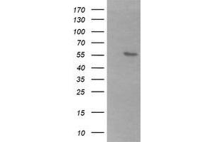 Image no. 1 for anti-beta-1,3-N-Acetylgalactosaminyl Transferase 2 (B3GALNT2) antibody (ABIN1496797) (B3GALNT2 抗体)