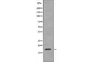 Western blot analysis of extracts from HeLa cells using MtSSB antibody. (SSBP1 抗体  (Internal Region))