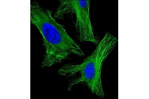 Immunofluorescent analysis of 4 % paraformaldehyde-fixed, 0. (alpha Tubulin 抗体  (AA 408-439))