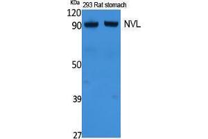 Western Blotting (WB) image for anti-Nuclear VCP-Like (NVL) (Internal Region) antibody (ABIN3178081) (NVL 抗体  (Internal Region))