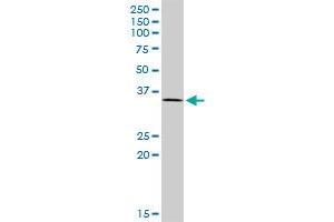 TCEA2 MaxPab polyclonal antibody. (TCEA2 抗体  (AA 1-299))