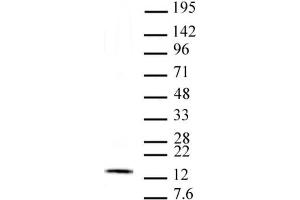 Histone H2Av antibody (mAb) tested by Western blot. (H2AFV 抗体)
