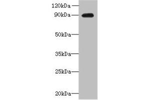 Western blot All lanes: OXR1 antibody at 1 μg/mL + Hela whole cell lysate Secondary Goat polyclonal to rabbit IgG at 1/10000 dilution Predicted band size: 98, 94, 56, 28, 95, 34, 25 kDa Observed band size: 90 kDa (OXR1 抗体  (AA 401-600))
