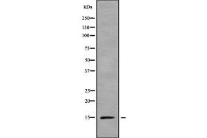 Western blot analysis of RPS15A using LOVO whole cell lysates (RPS15A 抗体  (Internal Region))