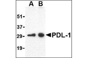 Western blot analysis of PDL-1 in Raji cell lysate with this product at (A) 0. (PD-L1 抗体  (Center))