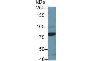 Western Blotting (WB) image for anti-Signal Transducer and Activator of Transcription 3 (Acute-Phase Response Factor) (STAT3) (AA 346-552) antibody (ABIN7444052)