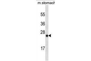 LYPD6B Antibody (Center)(Ascites) ABIN1882263 western blot analysis in mouse stomach tissue lysates (35 μg/lane). (LYPD6B 抗体  (AA 79-108))