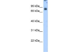 WB Suggested Antibody Titration:  2. (POR 抗体  (N-Term))