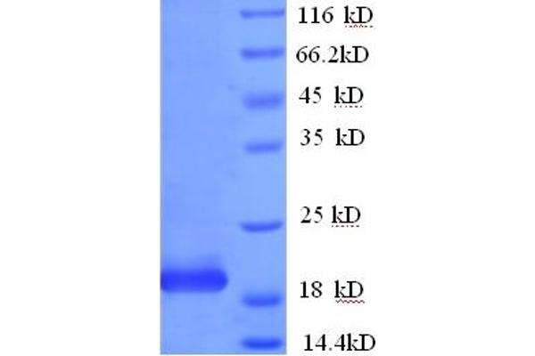 IFNA10 Protein (AA 24-189) (GST tag)