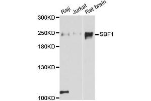 Western blot analysis of extracts of various cell lines, using SBF1 antibody (ABIN6293375) at 1:3000 dilution.