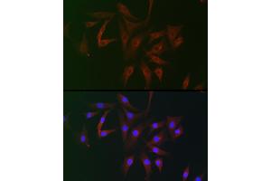 Immunofluorescence analysis of NIH/3T3 cells using FB2 Rabbit pAb (ABIN7267111) at dilution of 1:100 (40x lens). (FAM160B2 抗体)