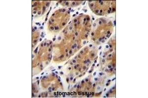 CCD Antibody (N-term) (ABIN655930 and ABIN2845323) immunohistochemistry analysis in formalin fixed and paraffin embedded human stomach tissue followed by peroxidase conjugation of the secondary antibody and DAB staining. (CCDC153 抗体  (N-Term))