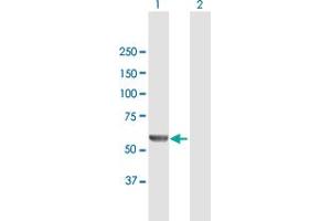 Western Blot analysis of MSTO1 expression in transfected 293T cell line by MSTO1 MaxPab polyclonal antibody.