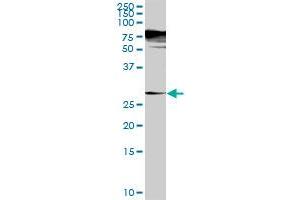 SGTA MaxPab rabbit polyclonal antibody. (SGTA 抗体  (AA 1-313))