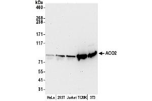 Western Blotting (WB) image for anti-Aconitase 2, Mitochondrial (ACO2) (AA 650-700) antibody (ABIN7449941)