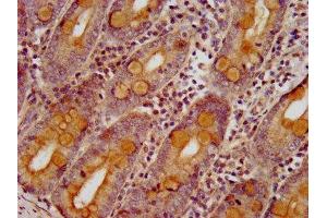 IHC image of ABIN7170211 diluted at 1:400 and staining in paraffin-embedded human small intestine tissue performed on a Leica BondTM system. (SLC26A6 抗体  (AA 554-668))