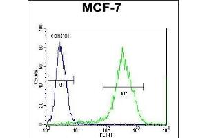 RT33 Antibody (C-term) (ABIN651324 and ABIN2840188) flow cytometric analysis of MCF-7 cells (right histogram) compared to a negative control cell (left histogram). (MRPS33 抗体  (C-Term))