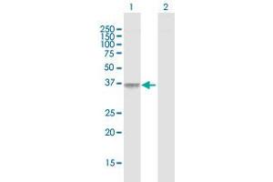 Western Blot analysis of F11R expression in transfected 293T cell line by F11R MaxPab polyclonal antibody. (F11R 抗体  (AA 1-299))