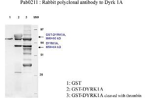 Image no. 2 for anti-Dual-Specificity tyrosine-(Y)-phosphorylation Regulated Kinase 1A (DYRK1A) antibody (ABIN347093) (DYRK1A 抗体)
