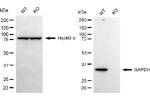 Western blotting analysis using GAPDH antibody (ABIN7798768).