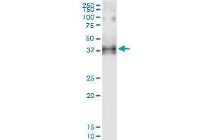 Immunoprecipitation of OGN transfected lysate using anti-OGN MaxPab rabbit polyclonal antibody and Protein A Magnetic Bead , and immunoblotted with OGN purified MaxPab mouse polyclonal antibody (B01P) . (OGN 抗体  (AA 1-298))
