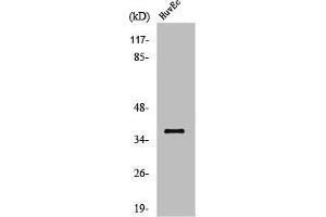 Western Blot analysis of HuvEc cells using Aldose Reductase Polyclonal Antibody (AKR1B1 抗体  (C-Term))