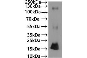 Complement Component 3a Receptor 1 (C3AR1) (AA 1-482), (full length) protein (His tag)