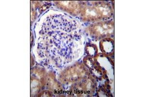 FUT6 Antibody (N-term) (ABIN656868 and ABIN2846072) immunohistochemistry analysis in formalin fixed and paraffin embedded human kidney tissue followed by peroxidase conjugation of the secondary antibody and DAB staining. (FUT6 抗体  (N-Term))