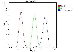 Flow Cytometry analysis of A549 cells using anti-cortactin antibody (ABIN6719306). (Cortactin 抗体  (AA 1-105))