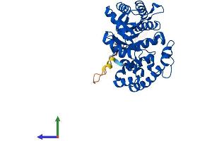 Protein Structure (PS) image for Potassium Voltage-Gated Channel, Shaker-Related Subfamily, beta Member 2 (KCNAB2) (AA 1-367) protein (His tag) (ABIN7554260)